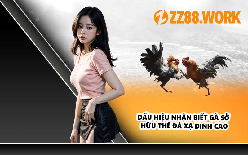 Dấu hiệu nhận biết gà sở hữu thế đá xạ đỉnh cao